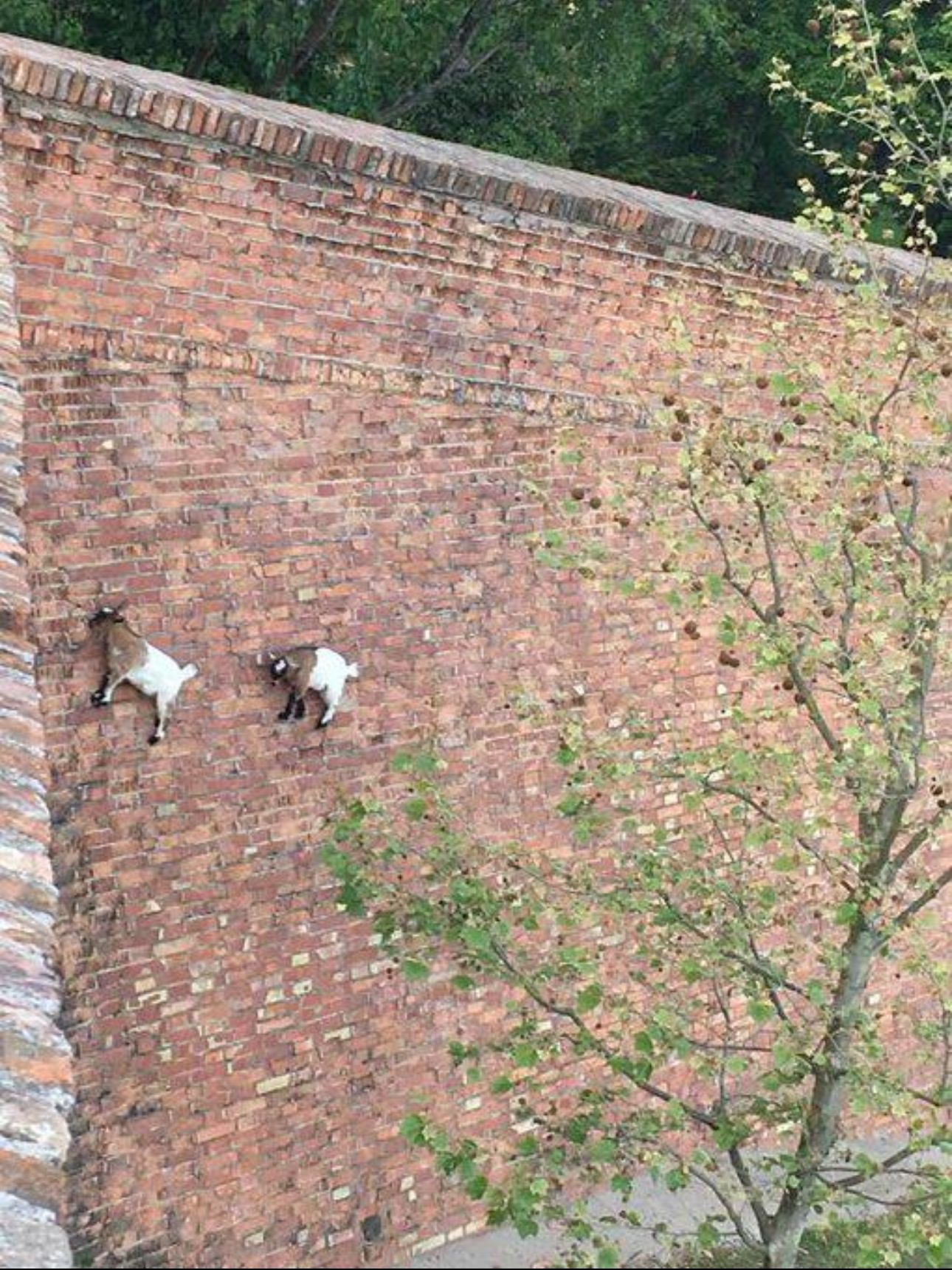 Two goats walking sideways on a vertical brick wall amidst trees and foliage